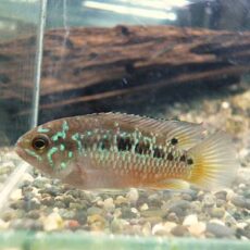 ナンナカラ　ビマキュラータ　ペア　２０２５年１１月４日入荷