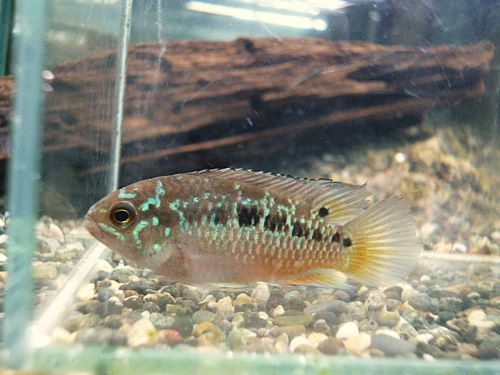 ナンナカラ ビマキュラータ ペア 2025年11月4日入荷 ナンナカラ ビマキュラータ