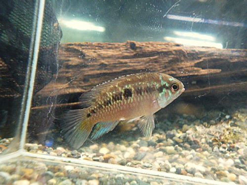 ナンナカラ ビマキュラータ ペア 2025年11月4日入荷 ナンナカラ ビマキュラータ