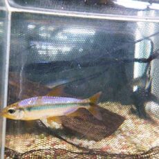 スーパーレッドバイオレットチェリーコンゴテトラ２０２５年１１月７日入荷