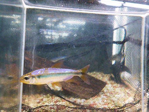 スーパーレッドバイオレットチェリーコンゴテトラ２０２５年１１月７日入荷