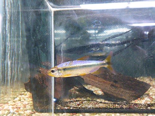 スーパーレッドバイオレットチェリーコンゴテトラ