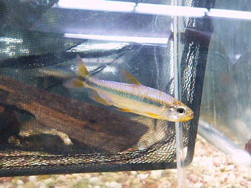 スーパーレッドバイオレットチェリーコンゴテトラ2025年11月7日入荷 スーパーレッドバイオレットチェリーコンゴテトラ