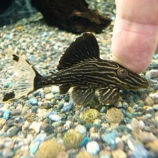 サンダーロイヤルプレコ①　　２０２５年１０月１６日入荷