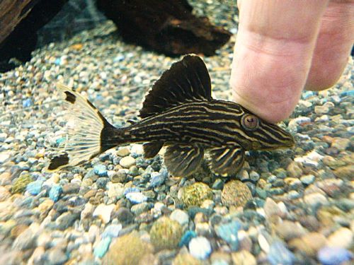 サンダーロイヤルプレコ①　　２０２５年１０月１６日入荷