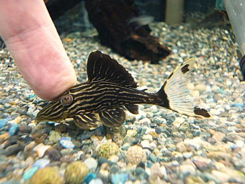 サンダーロイヤルプレコ