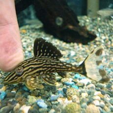 サンダーロイヤルプレコ②　２０２５年１０月１６日入荷