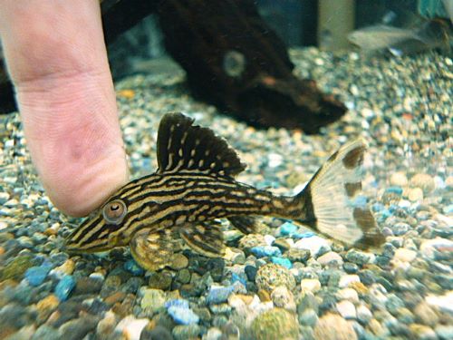 サンダーロイヤルプレコ②　２０２５年１０月１６日入荷