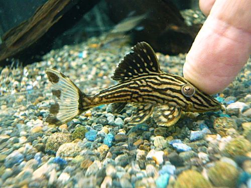 サンダーロイヤルプレコ