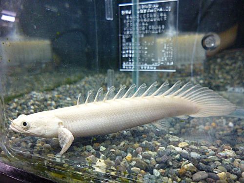 ポリプテルス　エンドリケリー