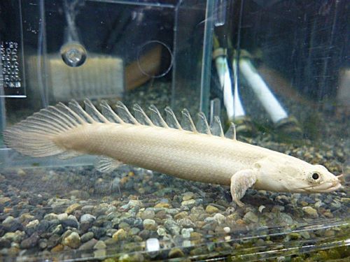 ポリプテルス　エンドリケリー