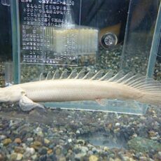 ポリプテルス　プラチナエンドリケリー約１１～１２ｃｍ　Ｒ７年４月３日入荷