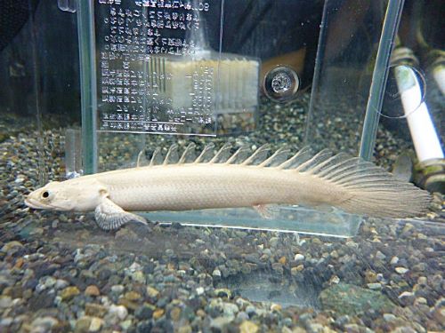 ポリプテルス　プラチナエンドリケリー約１１～１２ｃｍ　Ｒ７年４月３日入荷