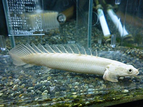 ポリプテルス　エンドリケリー