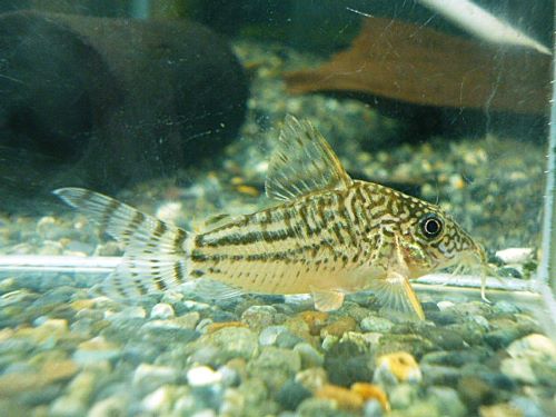 コリドラス　ピンヘイロイ