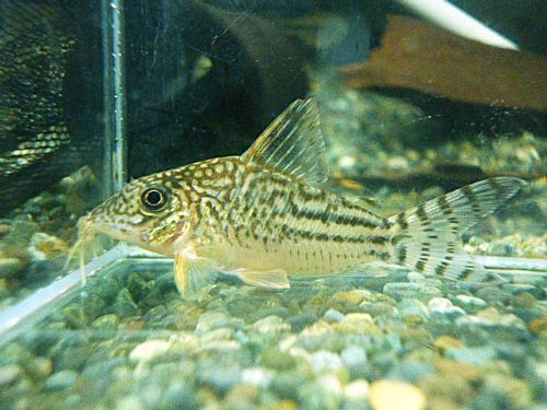 コリドラス　ピンヘイロイ①　２０２５年１１月７日入荷