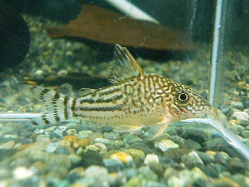 コリドラス　ピンヘイロイ