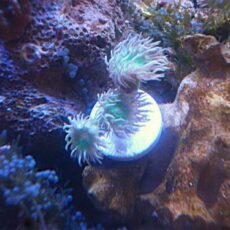 ウィスカーズコーラル　２０２５年１１月９日撮影