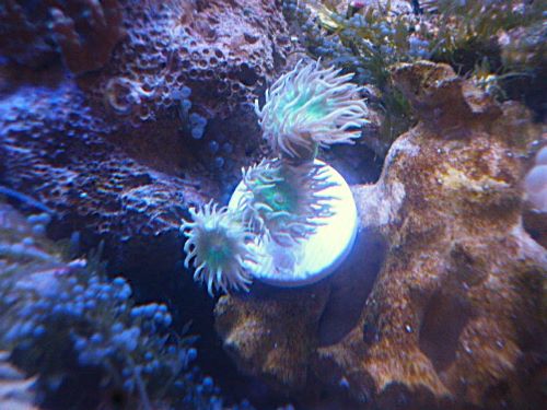 ウィスカーズコーラル　２０２５年１１月９日撮影