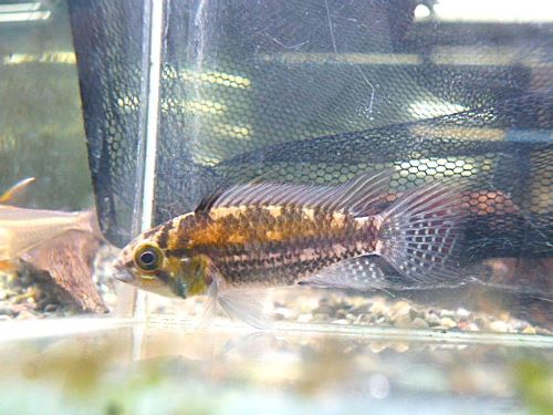 アピスト　カカトオイデスＩＴＡＹＡ　ペア　２０２５年１１月６日入荷