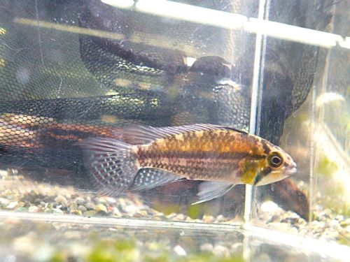 カカトオイデス