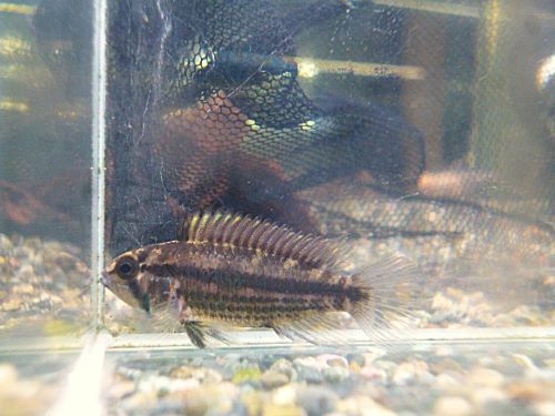 カカトオイデス