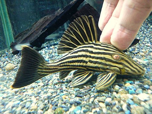 ゴールデンロイヤルプレコ