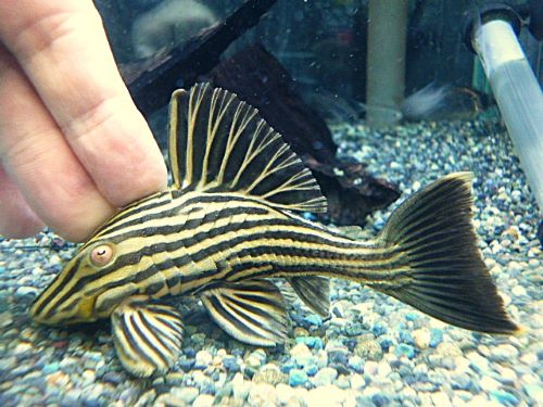 アラグアイア　ゴールデンロイヤルプレコ①　２０２５年１０月３１日入荷