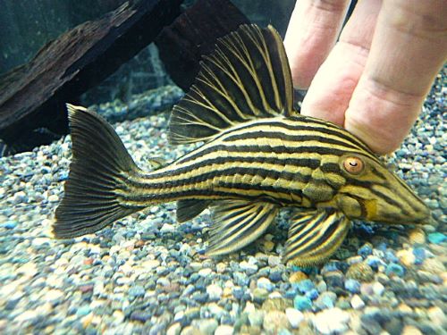 ゴールデンロイヤルプレコ