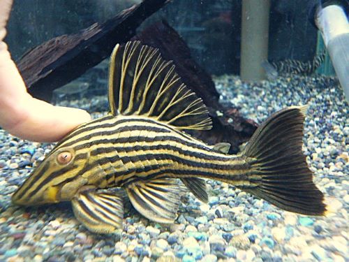 千葉・神奈川・栃木の熱帯魚ショップ｜東葛ペットの熱帯魚コーナー