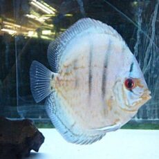 コバルトブルーディスカス①　２０２５年１１月９日入荷