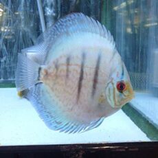 コバルトブルーディスカス②　２０２５年１１月９日入荷