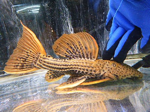 ウルトラスカーレットトリムプレコ