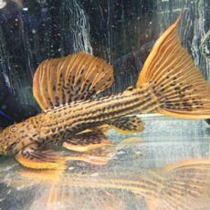 ウルトラスカーレットトリムプレコ約２８ｃｍ　２０２５年３月１８日入荷