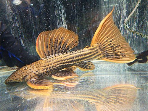 ウルトラスカーレットトリムプレコ約２８ｃｍ　２０２５年３月１８日入荷