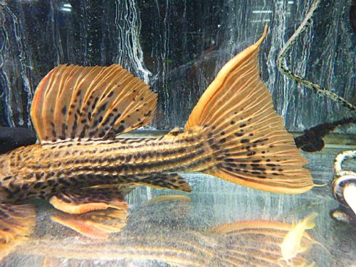 ウルトラスカーレットトリムプレコ