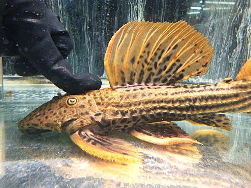 ウルトラスカーレットトリムプレコ