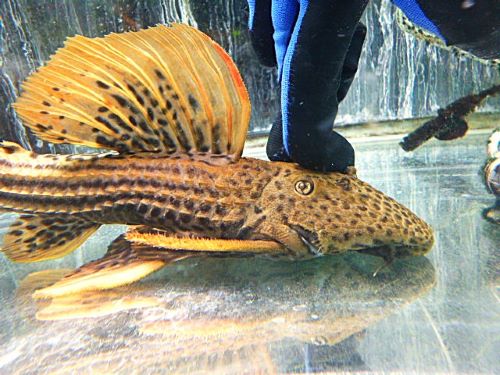 ウルトラスカーレットトリムプレコ