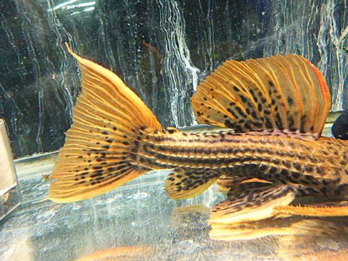 ウルトラスカーレットトリムプレコ