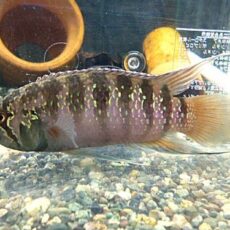 イバナカラ　アドケタ　ペア　２０２５年１１月９日入荷