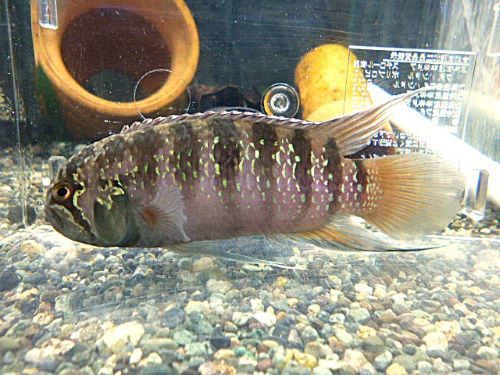 イバナカラ　アドケタ　ペア　２０２５年１１月９日入荷