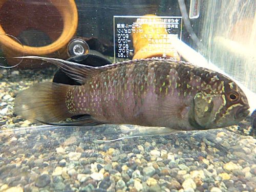 イバナカラ アドケタ ペア 2025年11月9日入荷 イバナカラ アドケタ