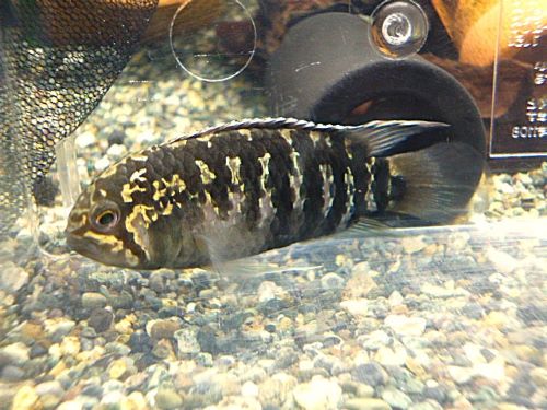 イバナカラ　アドケタ