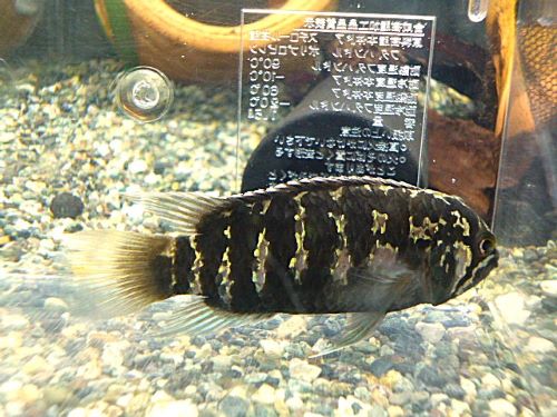 イバナカラ アドケタ ペア 2025年11月9日入荷 イバナカラ アドケタ