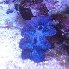 ヒメシャコガイ　ブルー　２０２５年１１月１０日撮影