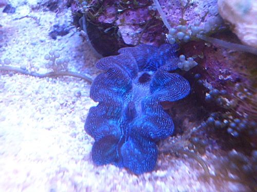 ヒメシャコガイ　ブルー　２０２５年１１月１０日撮影