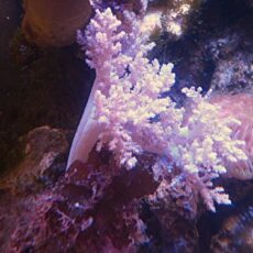 チヂミトサカ　パープル　２０２５年１１月１１日撮影