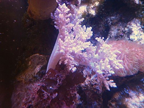 チヂミトサカ　パープル　２０２５年１１月１１日撮影