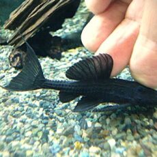 ガリバープレコ　２０２５年１１月７日入荷