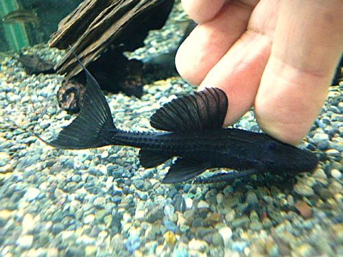 ガリバープレコ　２０２５年１１月７日入荷